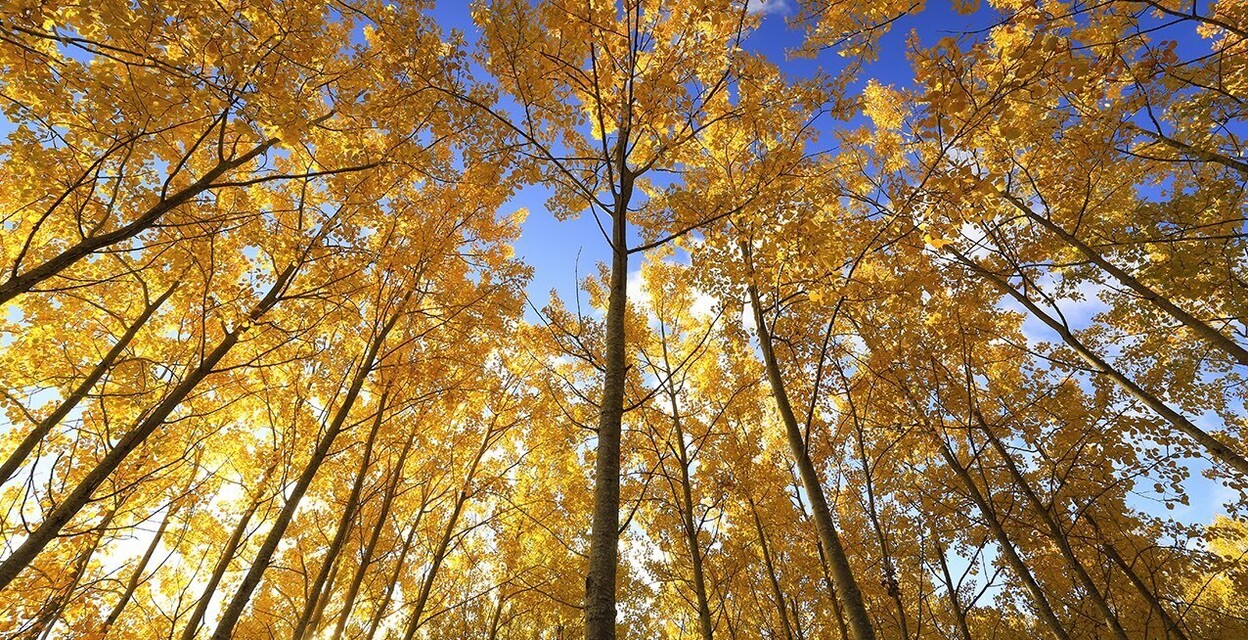 Naturfotografering, fortsättning, november