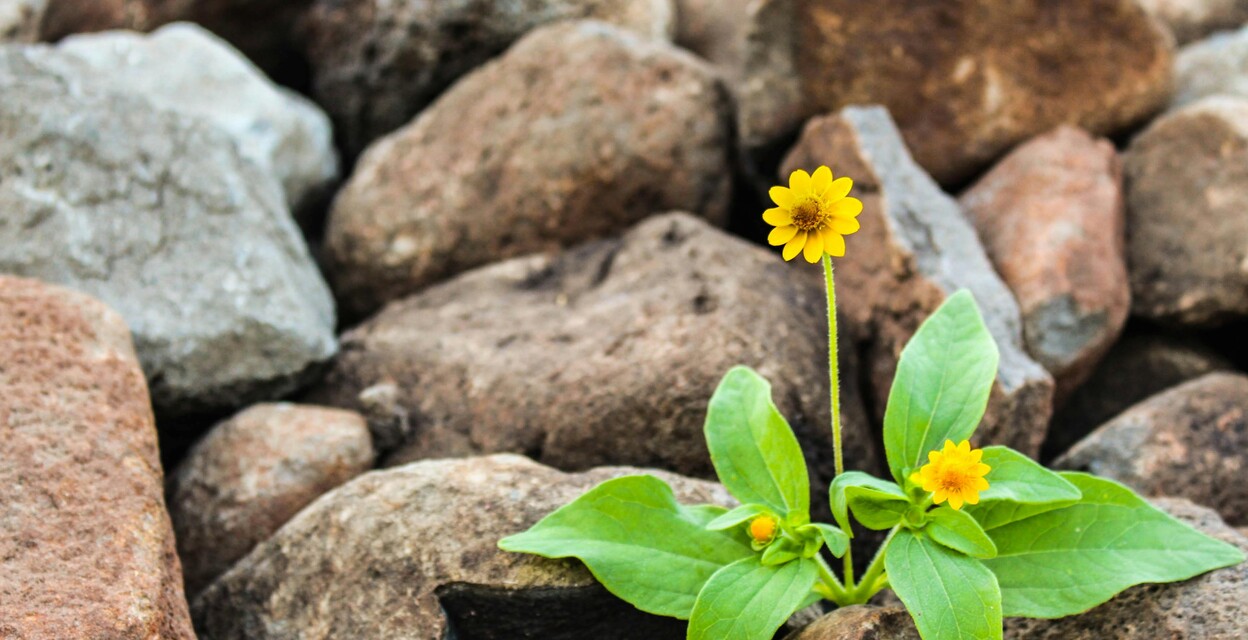 Kortkurs om civil beredskap